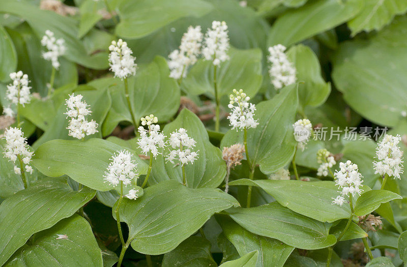 五月百合(Maianthemum bifolium)